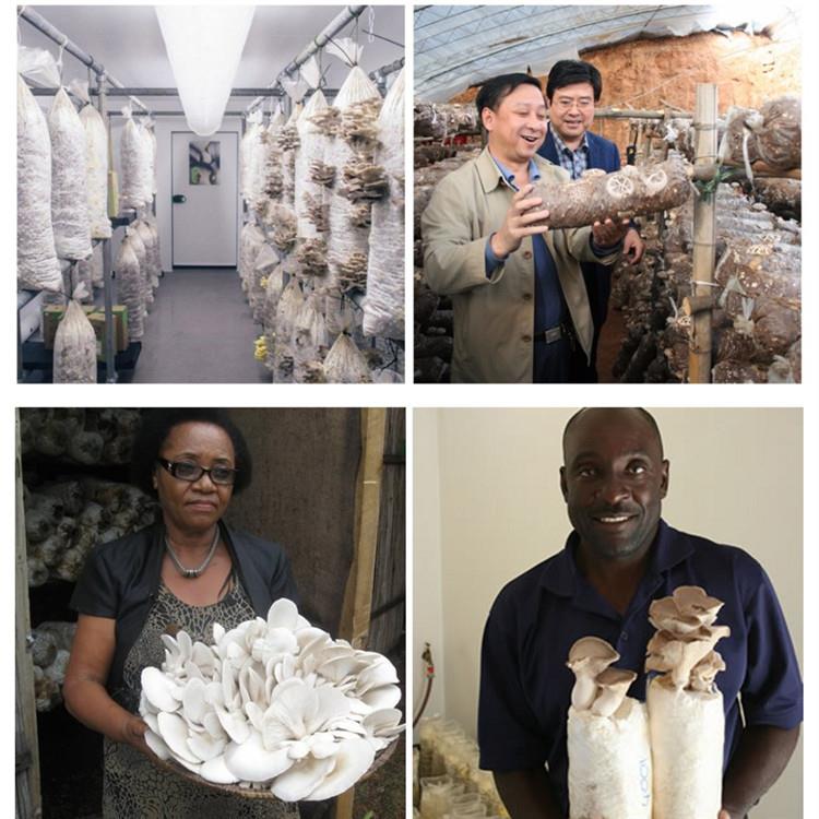 mushroom growing bagging machine