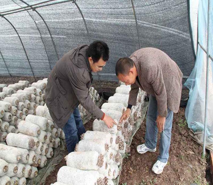 mushroom bagging machines 12