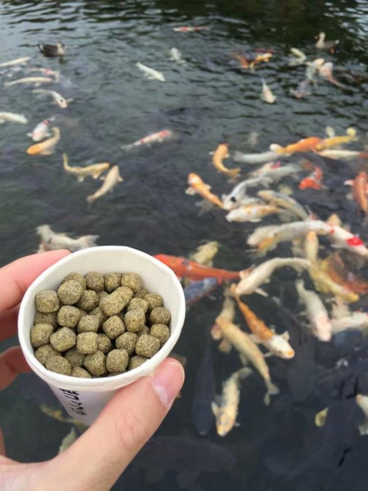 Floating Fish Feed Pellet Machine (5)