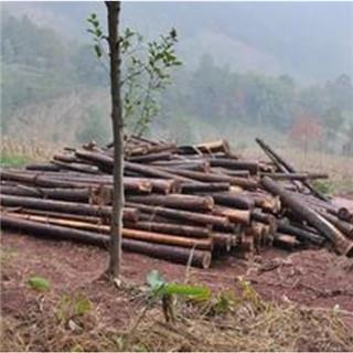 wood branch wood branch