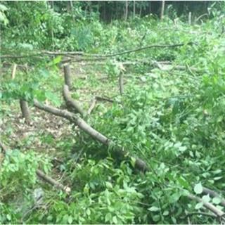 tree branch tree branch