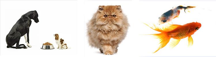 dog cat pet food pelletizer machine