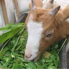 Were The Chaff Cutter Used For